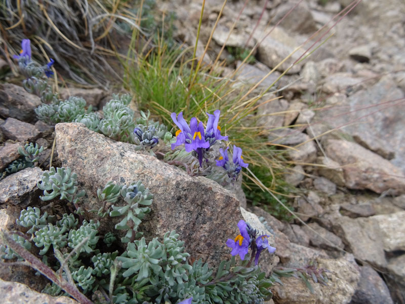 Catena dei Lagorai...da Pergine al Passo del Manghen